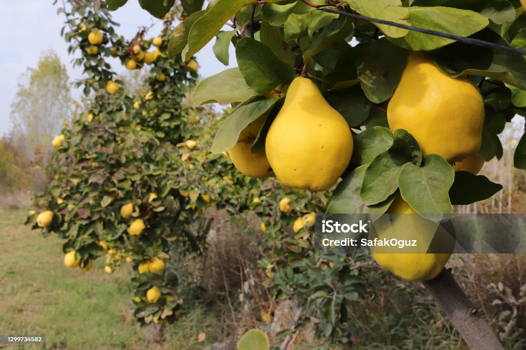 Ripe yellow quinces in the orchard Quince Stock Photo