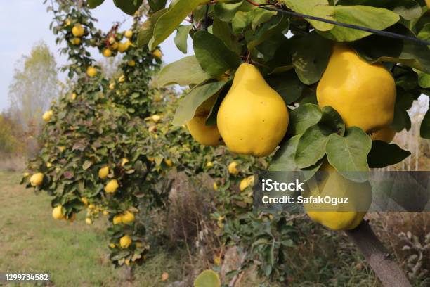 Ripe Yellow Quinces In The Orchard Stock Photo - Download Image Now - Quince, Tree, Plant