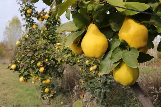 Ripe yellow quinces in the orchard