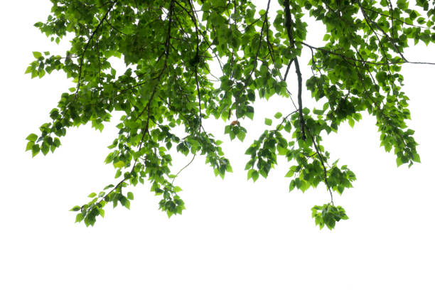 istock Green leaves and branches isolated on white 1299735545