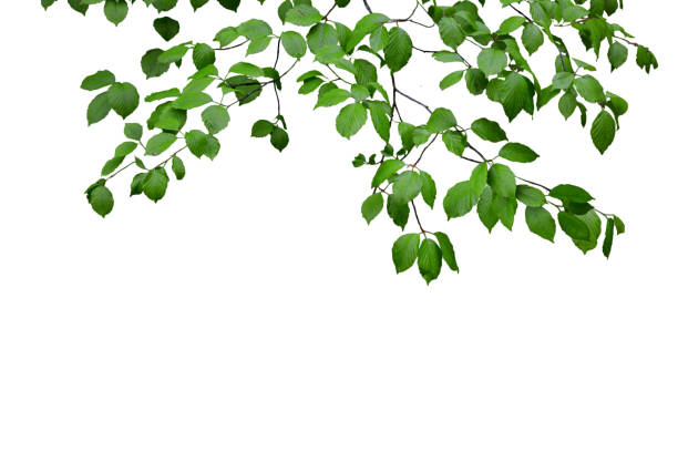 istock Green leaves and branches isolated on white 1299735548
