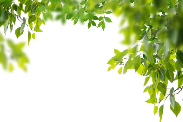 istock Green leaves and branches isolated on white 1299735579
