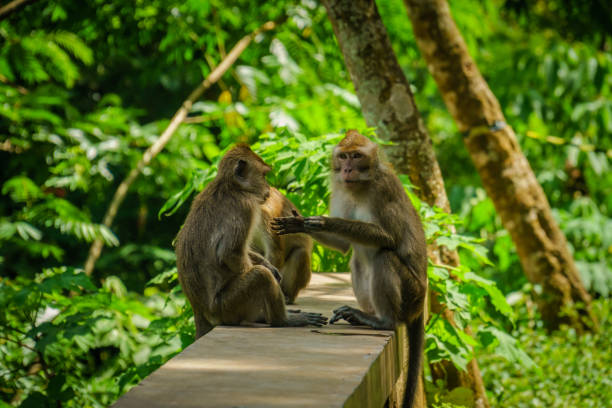 zwei affen spielen miteinander im wald bei hutan raya juanda bandung, west java, indonesien. - monkey mask animal ape stock-fotos und bilder