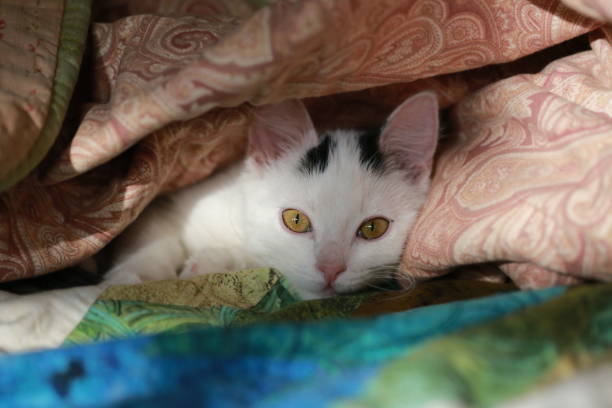 istock Little cute cat is woken up by sunlight 1299736074