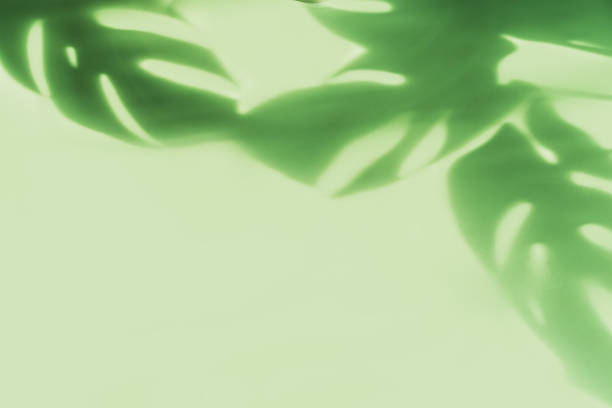 istock Shadow of tropical green leave on color background with copy space, Top view 1299736145