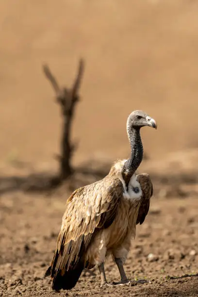 Photo of Long billed Vulture or Gyps indicus portrait a critically endangered vulture species at Ranthambore National Park or Tiger Reserve Rajasthan india