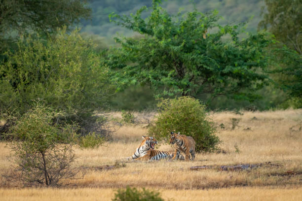 wściekła matka lub samica tygrysa pokazująca złość z twarzą na figlarnym młodym w naturalnym zielonym malowniczym krajobrazie parku narodowego ranthambore lub rezerwatu tygrysów rajasthan india - panthera tigris tigris - wild tiger zdjęcia i obrazy z banku zdjęć