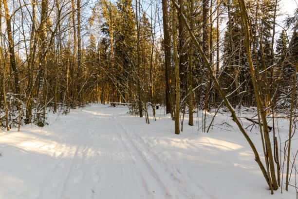 istock path in the winter snowy forest .winter nature 1299737011