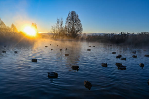 istock sunrise and mist over mallards in a pond 1299737029