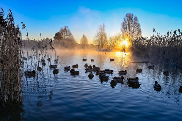 istock sunrise and mist over mallards in a pond 1299737032