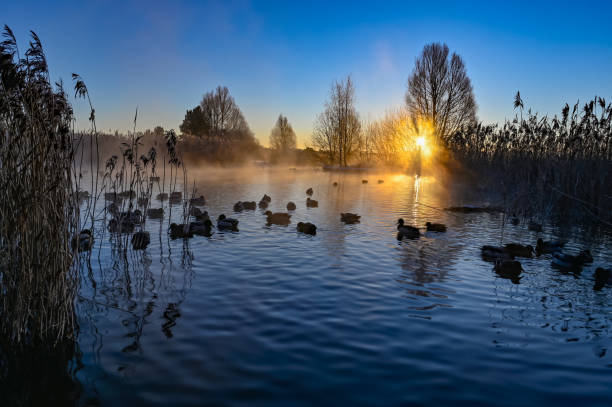 sunrise and mist over mallards in a pond