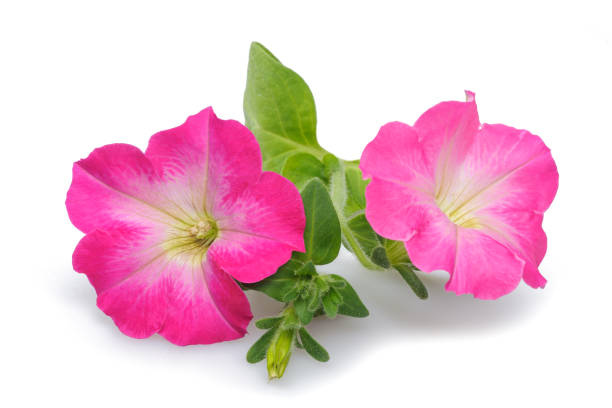 istock Pink surfinia petunia flowers 1299737336