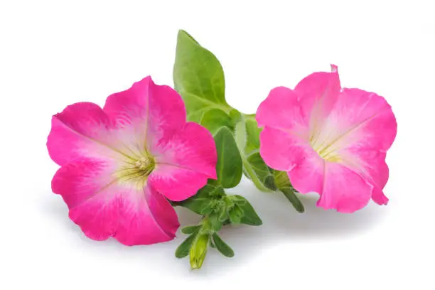 Pink surfinia petunia flowers isolated on white background