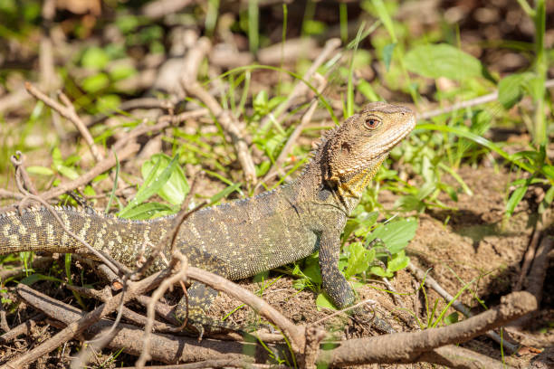 istock Gippsland Water Dragon, Shoalhaven River, NSW, January 2021 1299738039