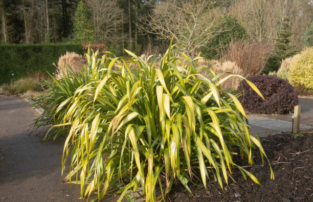 Winter Sun on an Evergreen New Zealand Flax Lily Plant (Phormium 'Yellow Wave') Growing in a Garden in Rural Devon, England, UK stock photo