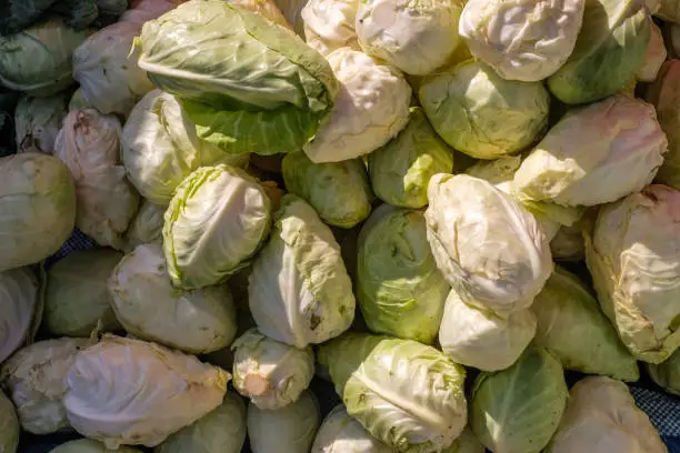 Fresh cabbage from farm display for sell at the market.