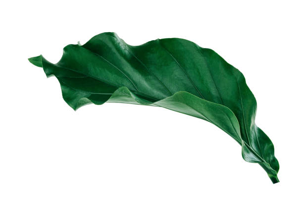 istock More beautiful exotic tropical leaves, isolated leaf backgroun 1299740380