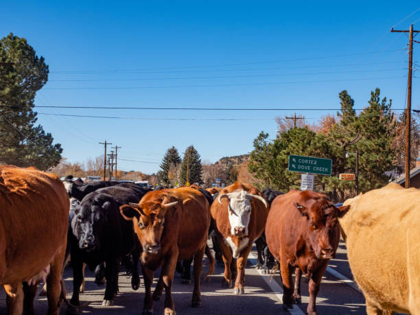 cattle drive на главной дороге в долорес возле кортес, штат колорадо, сша - west rock ridge human settlement town village стоковые фото и изображения