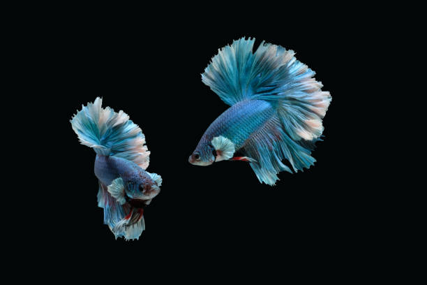 Photo collage of blue rose tail halfmoon type of betta splendens siamese fighting fish isolated on black color background. Photo collage of blue rose tail halfmoon type of betta splendens siamese fighting fish isolated on black color background. Image photo white halfmoon betta splendens fish stock pictures, royalty-free photos & images
