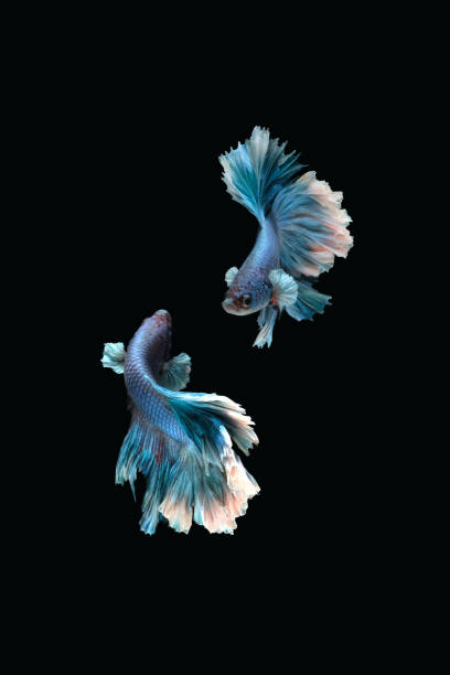 collage de photo du type bleu de halfmoon de queue rose de poissons siamois de splendens de betta d’isolement sur le fond noir de couleur. - fish siamese fighting fish isolated multi colored photos et images de collection