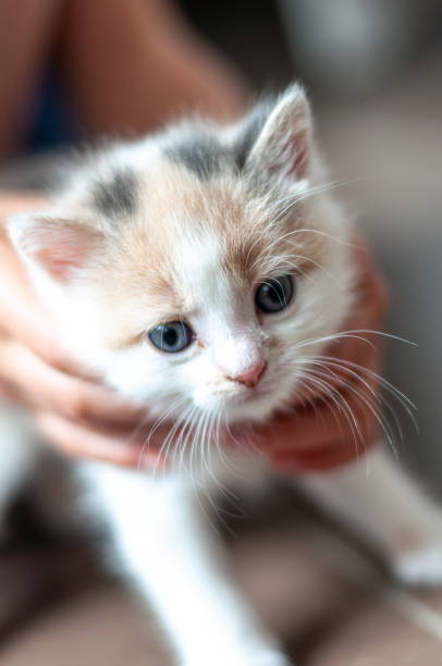 istock kitten in the hands of a child 1299741871