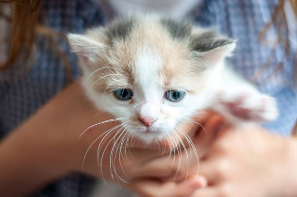 istock kitten in the hands of a child 1299741876