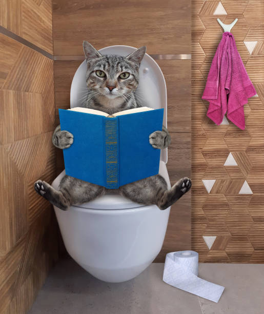 istock Cat gray on toilet bowl reading 1299742663