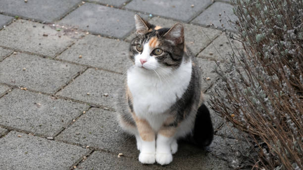 istock Portrait of a young domestic cat 1299742868