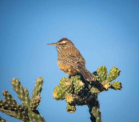 Cactus wren preparing it's nest