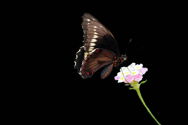 coda di rondine comune - nome scientifico papilio farfalla ritagliato foto ravvicinata su uno sfondo nero. - insect animal eye flower flower head foto e immagini stock