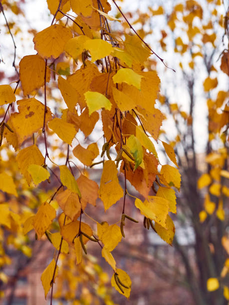 istock Autumn branches with yellow leaves. 1299743159