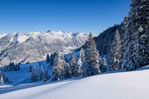 istock Snowcapped trees and powder snow in ski resort 1299743978