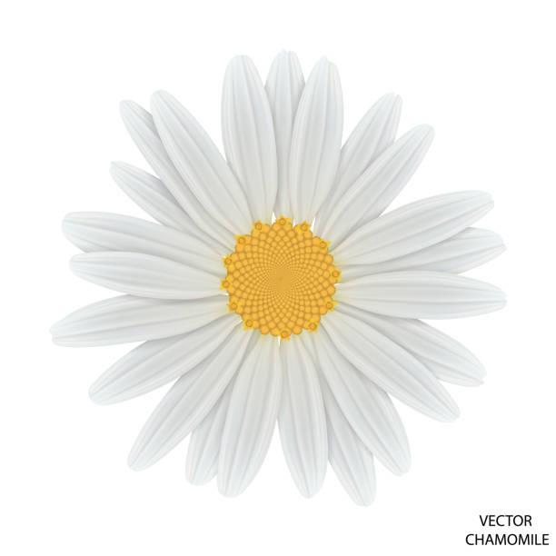 ilustraciones, imágenes clip art, dibujos animados e iconos de stock de vista superior de la flor de manzanilla. daisy de primer plano. - chamomile plant