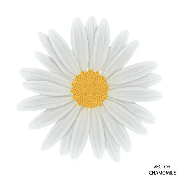Vector illustration of Chamomile flower top view. Close-up daisy.