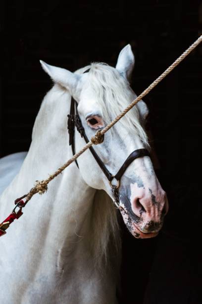 istock Andalusian Horse Portrait 1299744705