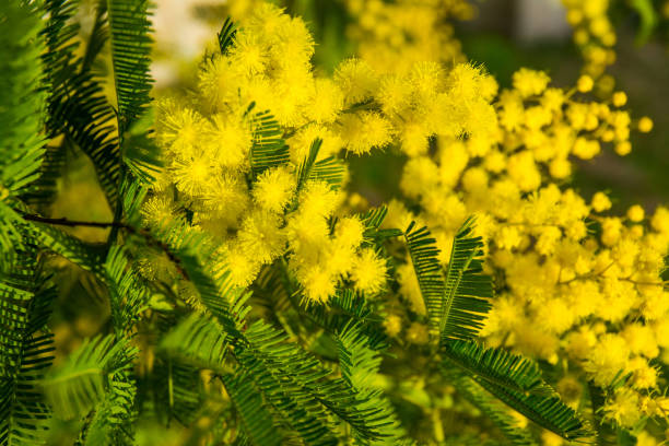 istock Mimosa flowers on tree - spring background. 8 march, women day symbol. 1299744720