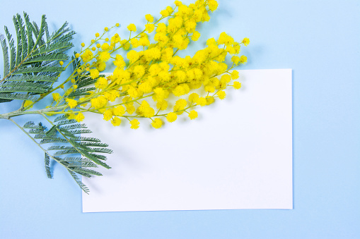 Mimosa flowers on blue background with paper sheet for your message or text. 8 march, women day symbol and spring.