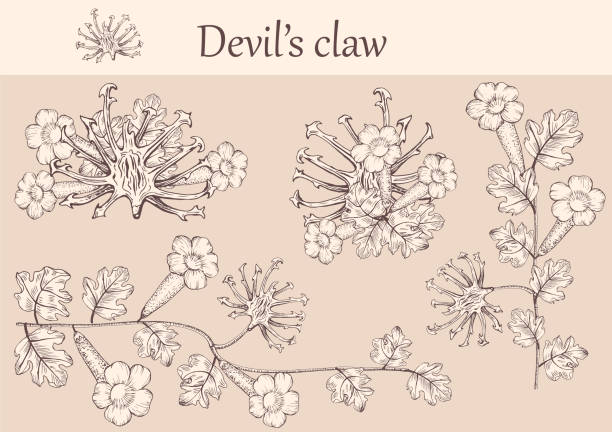 Hand-drawn image of devil's claw flowers Hand-drawn image of devil's claw flowers with stems and leaves.botanical illustration. Healing Herbs for design Natural Cosmetics, aromatherapy,homeopathy. spider on flower stock illustrations