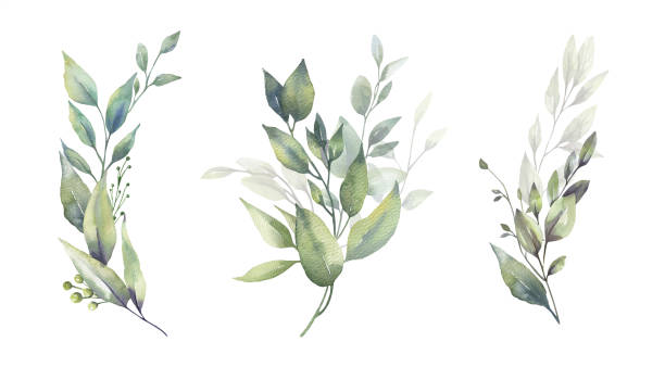 Watercolor floral illustration set - green leaf branches bouquets collection, for wedding stationary, greetings, wallpapers, fashion, background. Eucalyptus, olive, green leaves, etc Watercolor floral illustration set - green leaf branches bouquets collection, for wedding stationary, greetings, wallpapers, fashion, background. Eucalyptus, olive, green leaves, etc. High quality illustration lush foliage stock illustrations