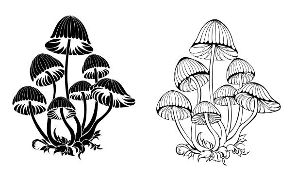 ilustraciones, imágenes clip art, dibujos animados e iconos de stock de silueta setas alucinógenas - edible mushroom illustrations