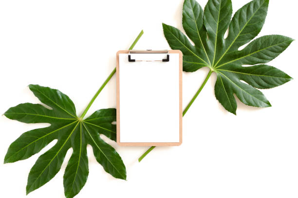 istock Clipboard mockup with green tropical leaves on a white table 1299747545
