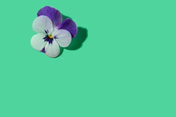 Pansy or viola flower purple and white on green mint leaf color background