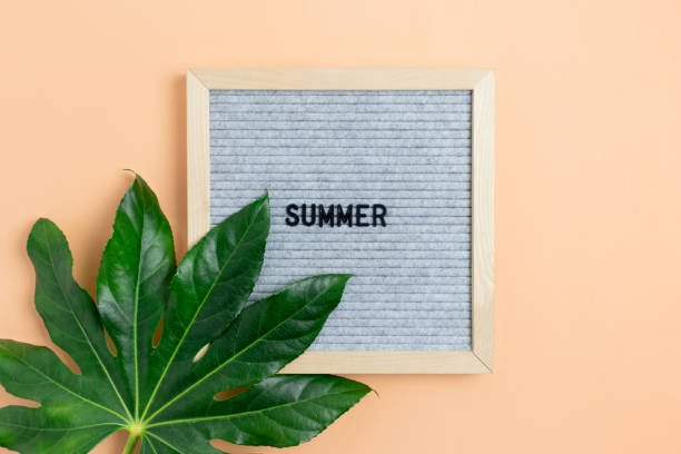 istock Vacation flat lay composition. Green aralia leaf, felt letterboard with word Summer. 1299748143