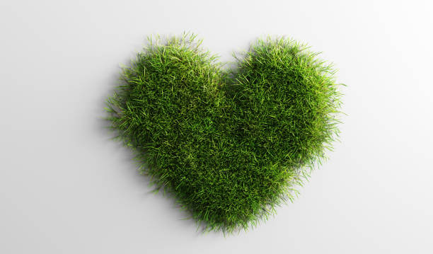 istock Green grass in heart shape on white background. 1299748956