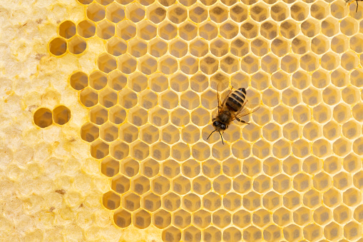 Honey bee on honeycomb. Macro photography