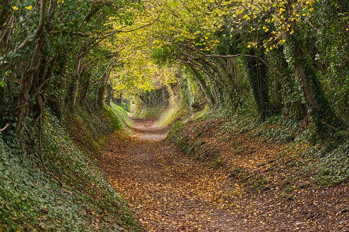 Sunken footpath with overhanging trees forming a tunnel at Halnaker near Chichester, South Downs, West Sussex, England. Autumn (Fall) colours.