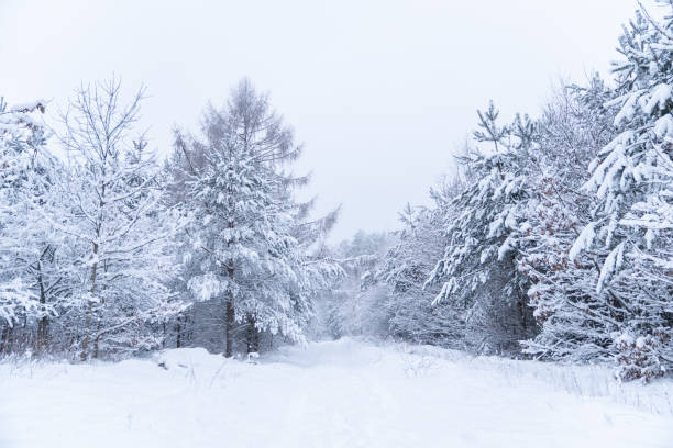 istock Winter scene - A rural road surrounded by forest covered with snow. 1299750754