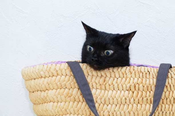 istock Close-up black cat sitting in yellow wicker basket. 1299750763