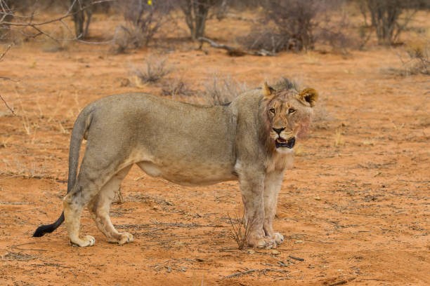 istock Young male lion in a Game Reserve 1299751970