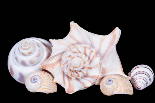 istock A group of various sea shells isolated on a black background, close up 1299752129